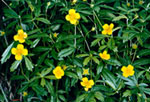 Potentilla erecta -  , 