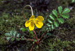 Potentilla egedii -  