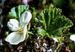 Rubus chamaemorus - Морошка