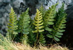 Polypodium vulgare - Многоножка обыкновенная