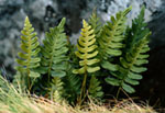 Polypodium vulgare -  