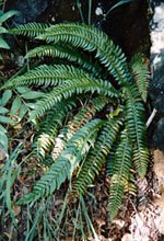 Polystichum lonchitis -  