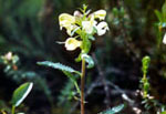 Pedicularis lapponica - Мытник лапландский
