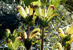 Pedicularis sceptrum-carolinum - Мытник царский скипетр