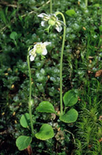 Moneses uniflora - Одноцветка обыкновенная