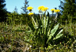 Taraxacum officinale -  