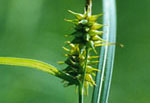 Carex flava - Осока желтая