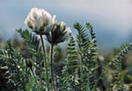 Oxytropis sordida -  