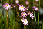 Primula finmarchica -  