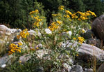 Tanacetum vulgare -  