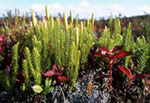 Lycopodium dubium -  