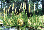 Lycopodium lagopus - Плаун куропаточий