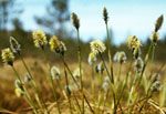 Eriophorum vaginatum -  