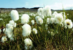 Eriophorum scheuchzeri -  