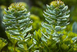 Rhodiola rosea -  