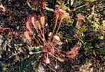 Drosera anglica -  