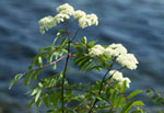 Sorbus gorodkovii -  