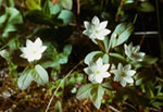 Trientalis europaea -  