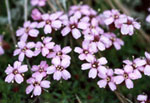 Silene acaulis -  