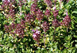 Thymus subarcticus -  