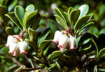 Arctostaphylos uva-ursi -  