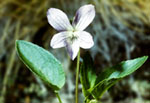 Viola montana - Фиалка горная