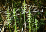 Equisetum sylvaticum -  