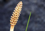 Equisetum arvense -  