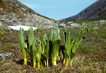 Veratrum lobelianum -  