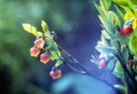 Vaccinium myrtillus -  