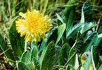 Hieracium laticeps - Ястребинка широкоголовая