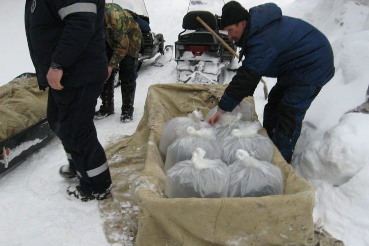 В водоемы Мурманской области выпускают молодь атлантического лосося