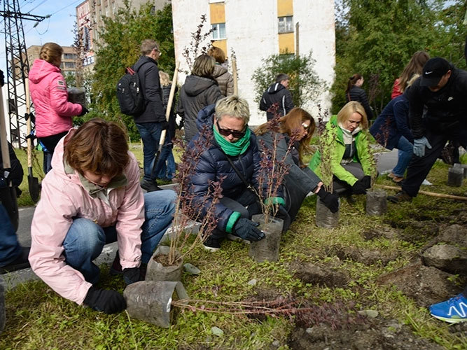 В Мурманске пройдет акция по высадке саженцев