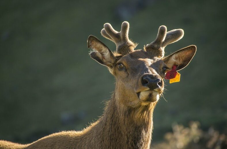 WWF России начинает кампанию в защиту дикого северного оленя
