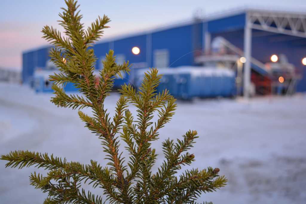 Акция по экологичной утилизации новогодних ёлок стартует в Мурманской области