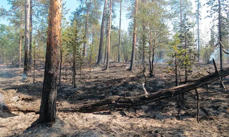 Пожар в Ковдорском лесничестве локализовали