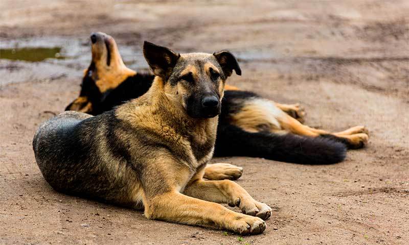 Порядок обращения с бездомными животными в Мурманской области изменился