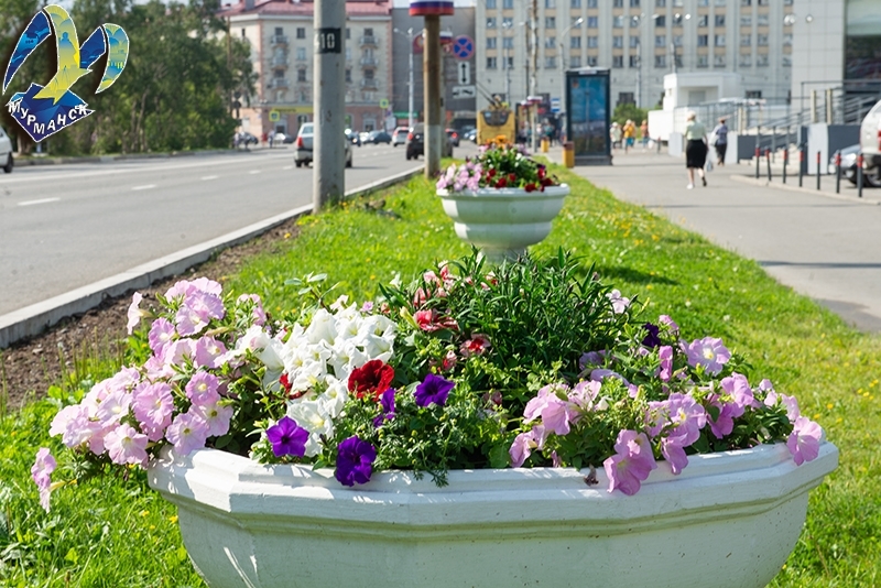 В Мурманске стартовал месячник по озеленению и благоустройству города