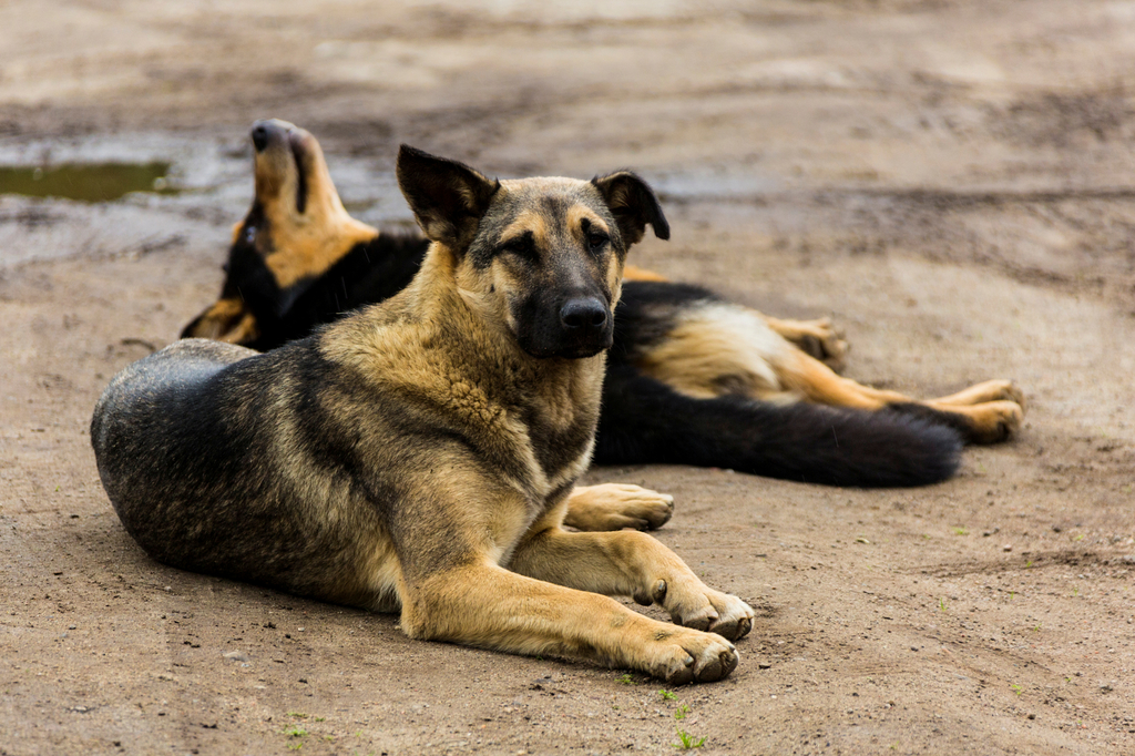В Мурманской области регламентированы условия содержания и выгула домашних животных