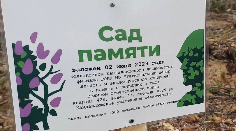 В Мурманской области в рамках акции «Сад Памяти» в 2023 году уже высадили более 9700 деревьев и кустарников