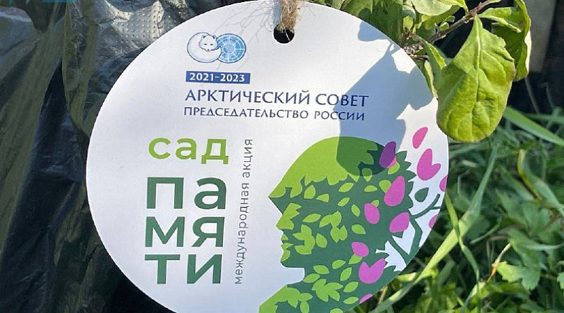Более 13000 деревьев высадили в Мурманской области в рамках международной акции «Сад Памяти»