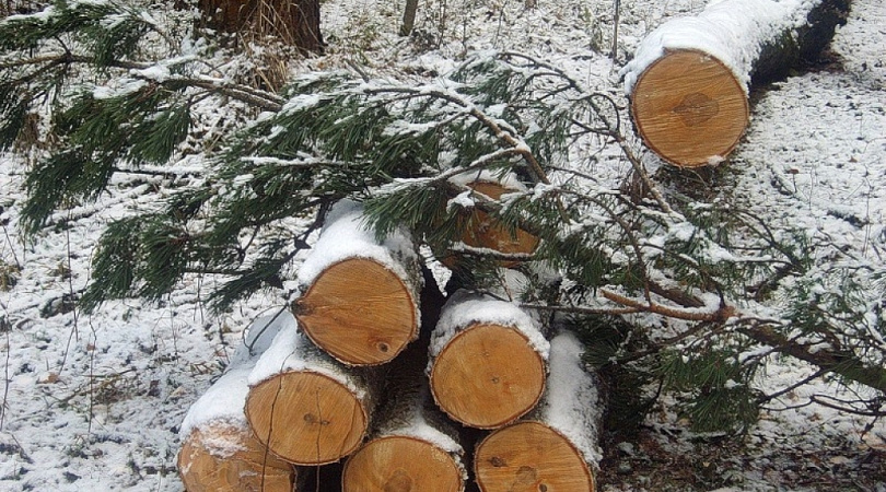 В Мурманской области за вырубку леса грозит штраф до 300 тысяч рублей