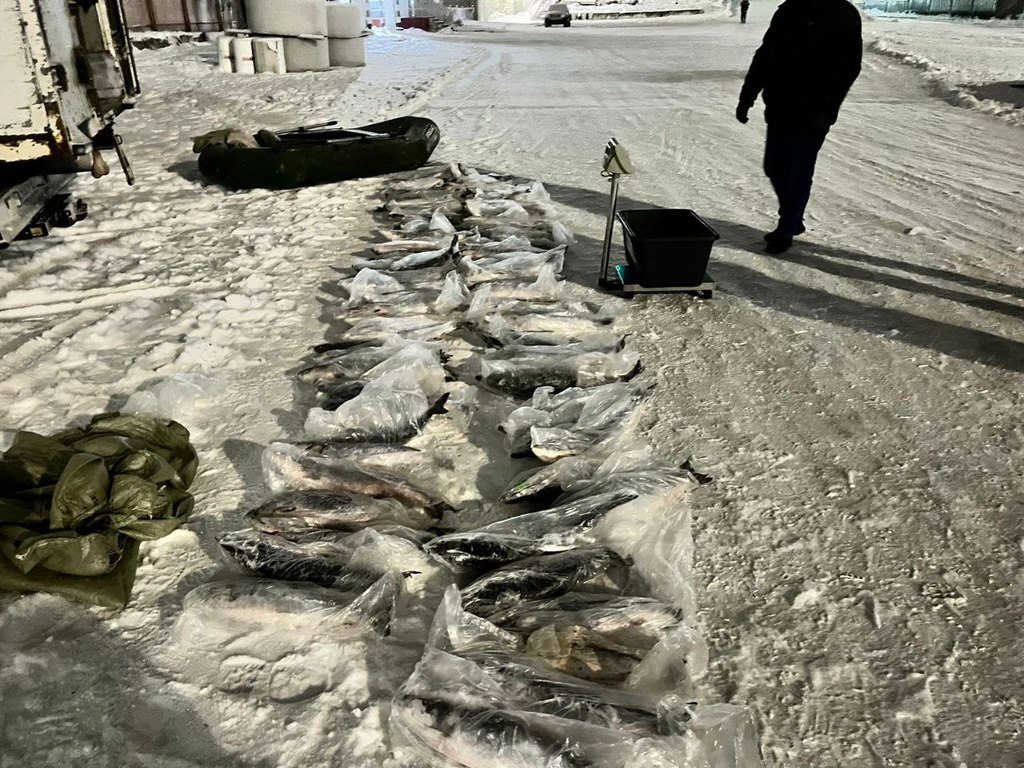 В Кандалакше задержан участник преступной деятельности за незаконную добычу биоресурсов