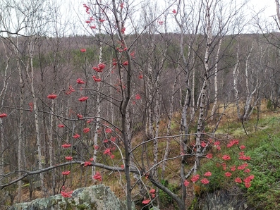 Прогноз погоды в Мурманске на 29 октября